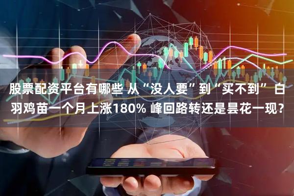 股票配资平台有哪些 从“没人要”到“买不到” 白羽鸡苗一个月上涨180% 峰回路转还是昙花一现？